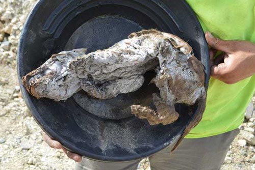 Xác con chó sói 57.000 năm tuổi nguyên vẹn trong lớp băng