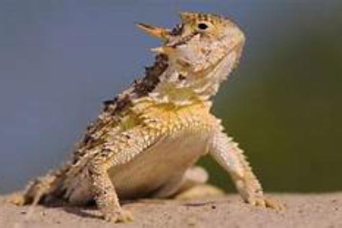 Độc chiêu tự vệ bằng cách 'phun máu mắt' khiến đối thủ hoảng sợ