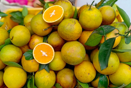 Trái cây đặc sản miền Bắc đẩy mạnh 'Nam tiến' cuối năm