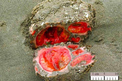 Bí ẩn 'hòn đá' bên bờ biển 'chảy máu' khi bị cắt