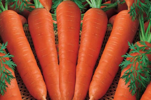 Nguy cơ tử vong cao vì ăn cà rốt sai cách