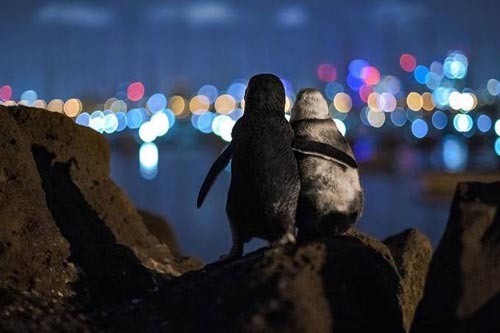 Sự thật bất ngờ đằng sau bức ảnh hai chú chim cánh cụt ôm nhau gây bão