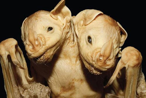 Sửng sốt trước 'quái thú' dơi hai đầu cực hiếm trên thế giới