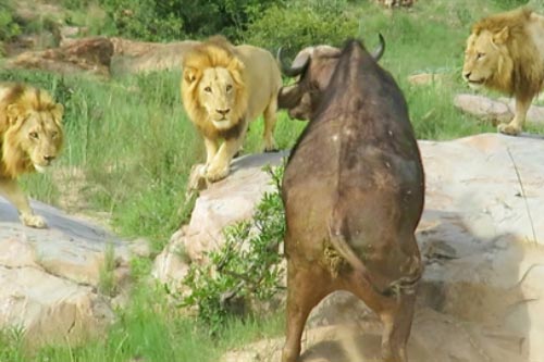 Trâu rừng bị thương lại đen đủi gặp ba con sư tử