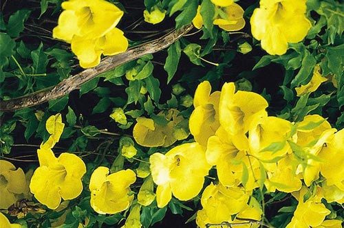 5 loại thực phẩm và chất bổ sung hỗ trợ trị viêm khớp hiệu quả