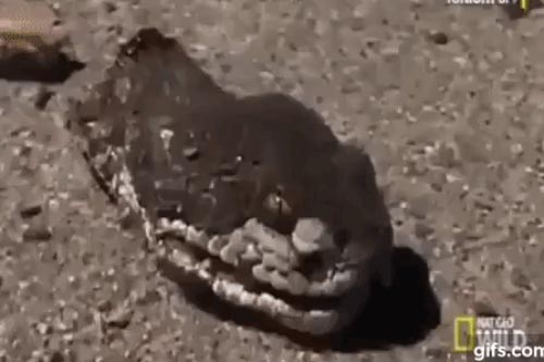 Giải mã bí ẩn 'rắn cụt đầu' vẫn có thể giết người trong chớp mắt