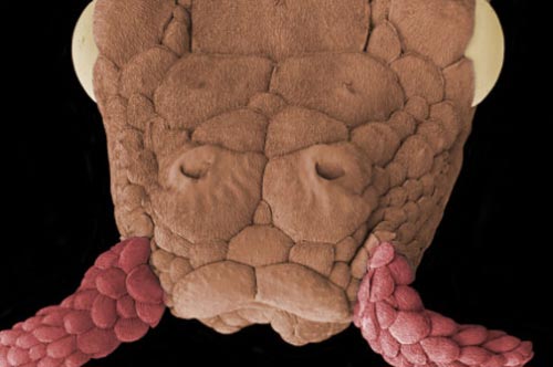 Loài rắn 'mọc râu' kỳ lạ xuất hiện ở Việt Nam