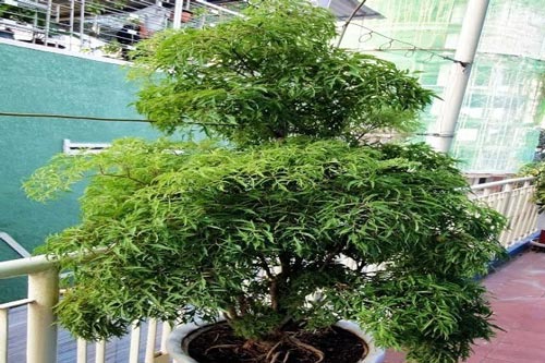 Trồng cây Đinh lăng trong chậu vừa làm cảnh vừa là dược liệu quý để chữa bệnh