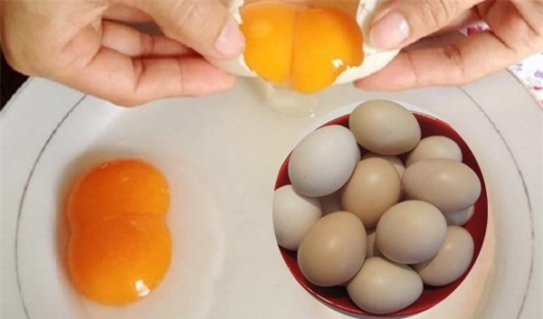 Tại sao trứng gà có đầu to đầu nhỏ và có trứng 2 lòng đỏ?