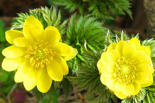 Kỹ thuật trồng hoa cỏ phúc thọ quanh nhà đẹp dịu dàng đón nắng