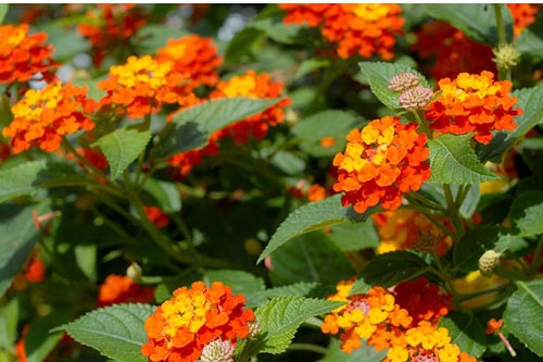 Kỹ thuật trồng cây hoa ngũ sắc cho vườn nhà rực rỡ quanh năm