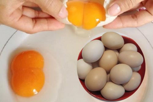 Giải mã tại sao trứng gà có đầu to đầu nhỏ và có quả trứng 2 lòng đỏ