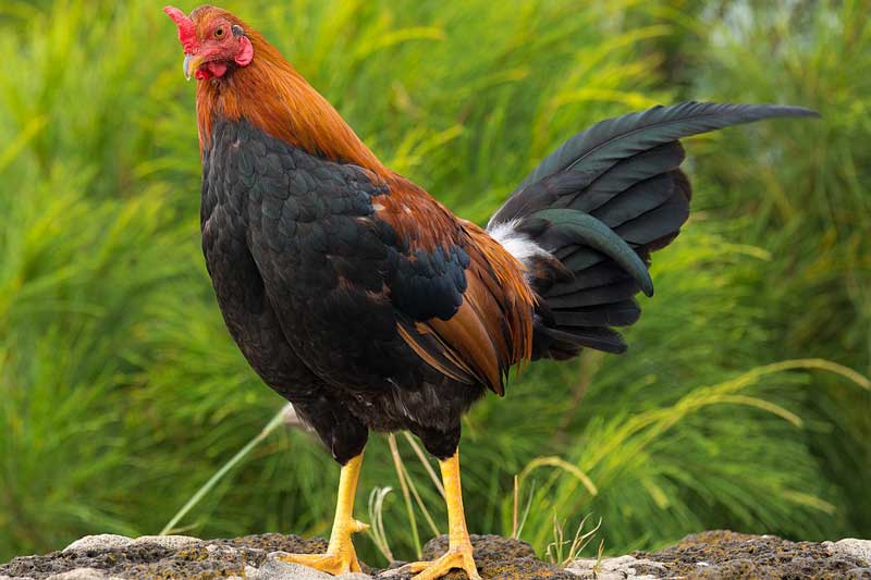 Top 4 con giáp số đỏ như son, dễ gặp may mắn đủ đường, tiền bạc chật két trong 2 ngày cuối tuần này