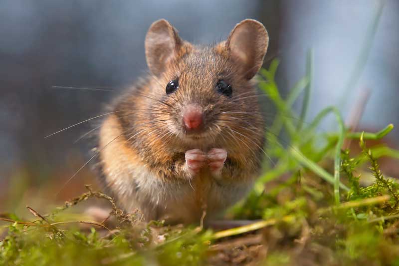 'Số trời' đã định, những con giáp này dễ gặp may mắn đủ đường, đếm tiền 'sái tay' trong tháng 1 Dương lịch