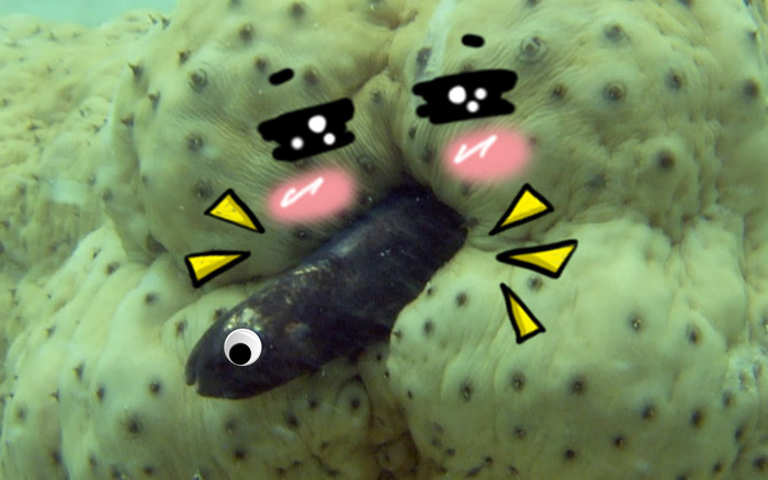 Loài cá kì lạ chuyên 'ở trọ' trong... hậu môn hải sâm