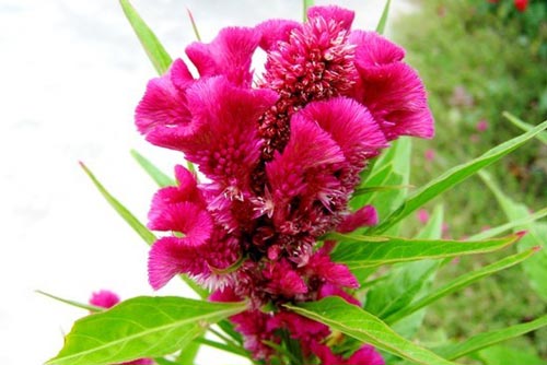 Kỹ thuật trồng và chăm sóc cây hoa mào gà