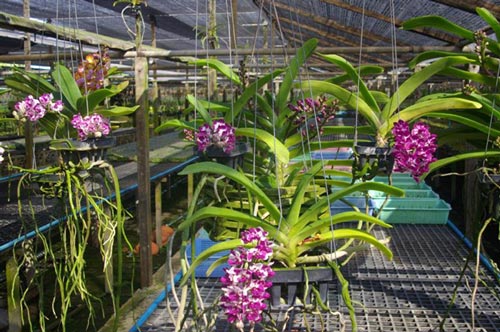 Bí kíp trồng và chăm sóc lan mùa đông luôn nở hoa tươi rói