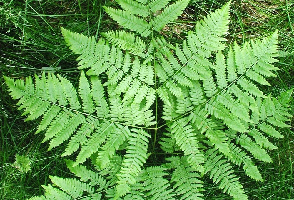 pteridium-aquilinum-latiusculum-le-dkausen-a.jpg