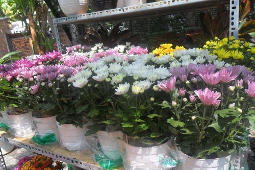 Học cách trồng hoa cúc tại nhà cho mùa đông thêm ấm áp