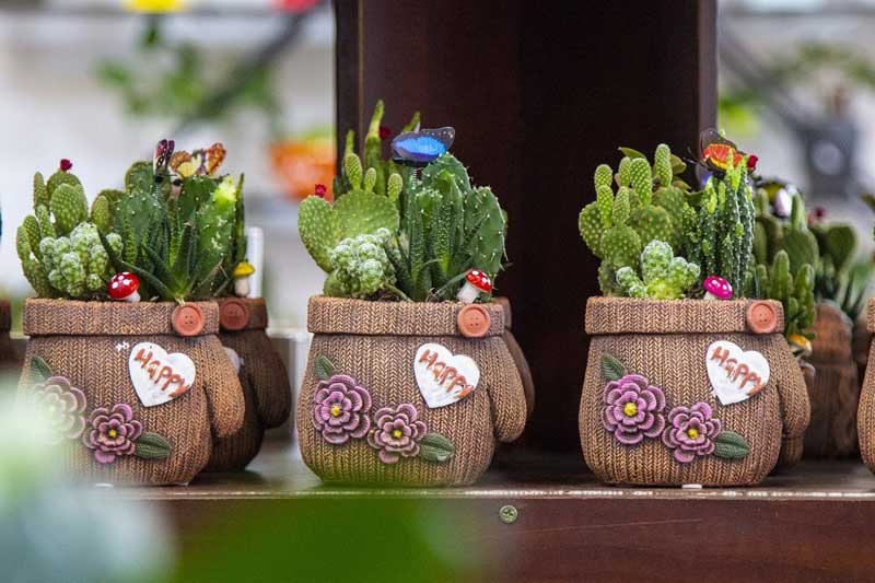 Trồng cây phong thủy kiểu này, gia chủ dễ làm ăn thất bát, xui xẻo đủ đường: Rất nhiều gia đình Việt phạm phải