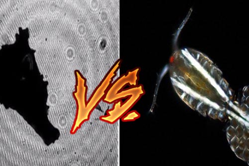 Chuyện lạ: Loài vật 'đi' chậm như rùa lại ăn sinh vật di chuyển nhanh nhất hành tinh