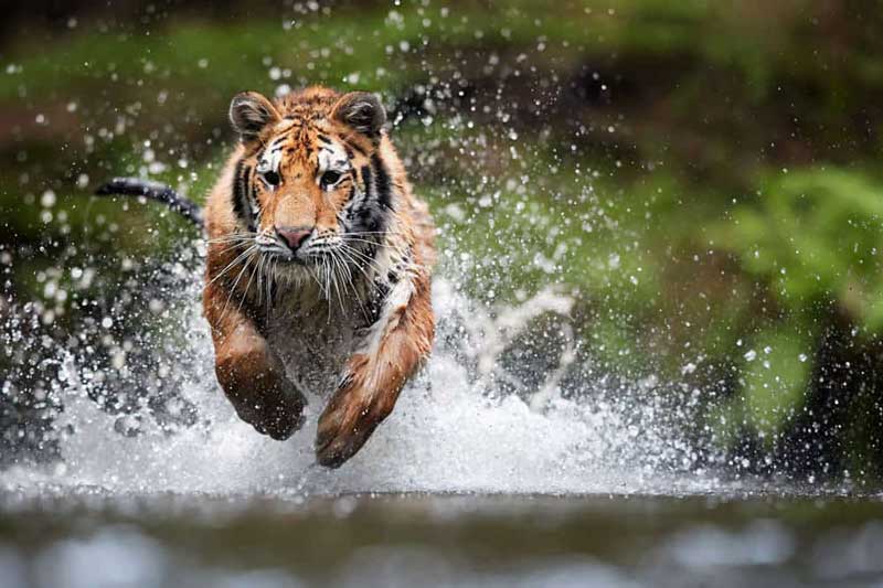 Từ giờ tới Tết Âm lịch 2021, 4 con giáp này dễ giàu có hết phần thiên hạ, tiền bạc chật két