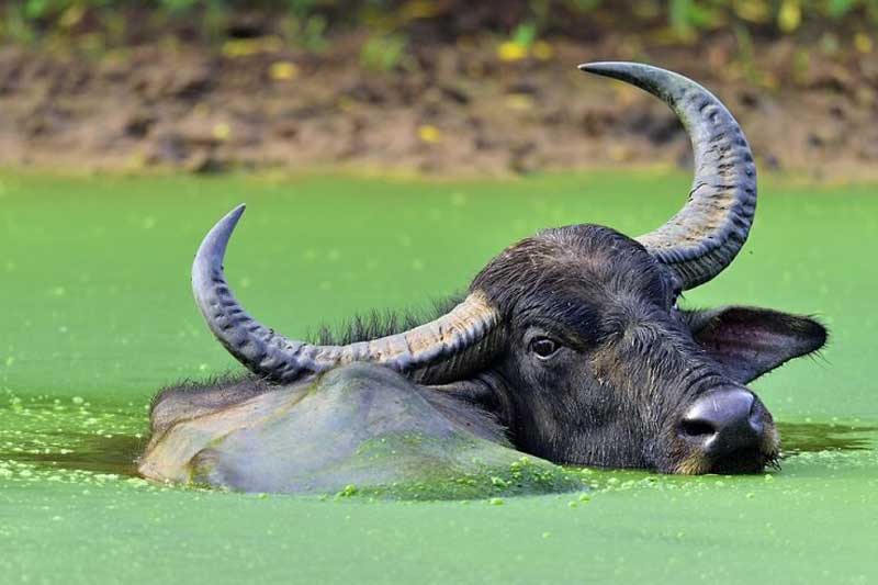 Top 4 con giáp được 'thần tài' chiếu cố, dễ gặp may mắn đủ đường, giàu sang tột độ trong đầu năm 2021