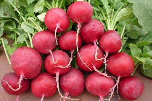 Ai hay ăn củ cải đỏ cần biết 11 tác dụng phụ đáng sợ này để phòng tránh