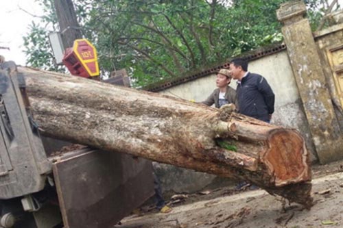 Giải mã 'bí mật' tại sao cây gỗ sưa 'đắt hơn vàng'