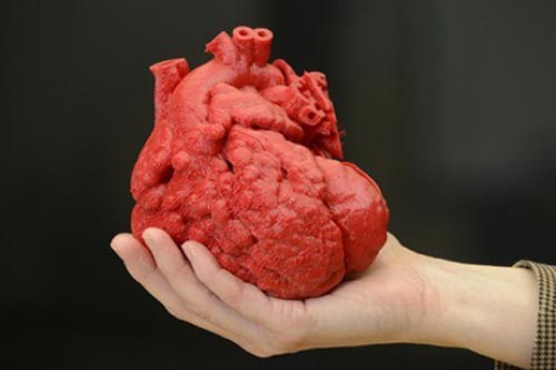 Giải mã tại sao con người hầu như không bị ung thư tim