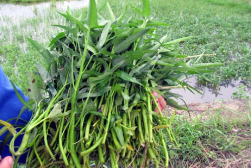 Những trường hợp cần tránh ăn rau muống để bảo vệ sức khỏe