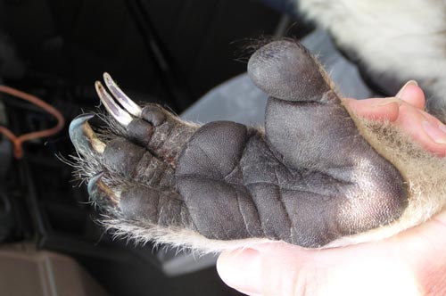 Kinh ngạc loài động vật có dấu vân tay giống hệt con người