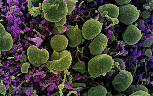 Ấn Độ phân lập và nuôi cấy thành công biến thể mới của SARS-CoV-2