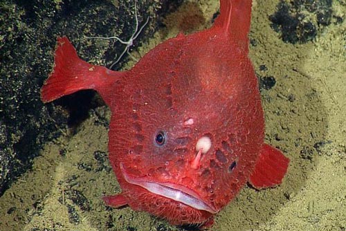 Phát hiện loài 'quái ngư' đi bộ dưới đáy biển