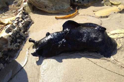 Phát hiện sinh vật khổng lồ nằm chình ình trên biển ai nhìn cũng khiếp sợ