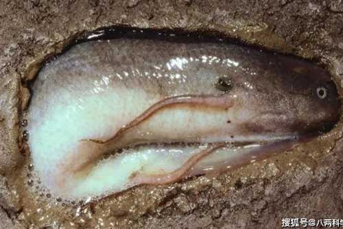 Loài cá bơi trong đất: Tuyệt thực 5 năm vẫn sống nhưng không thoát khỏi mũi cuốc của người dân châu Phi