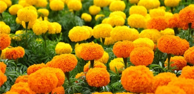 Hoa cúc vạn thọ có màu sắc đẹp được nhiều người thích trồng.  