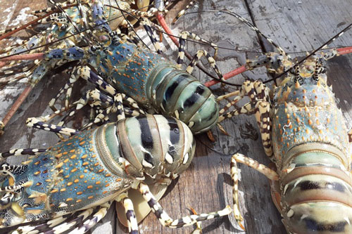 Giá tôm hùm tăng mạnh, thương lái lùng mua vẫn không có hàng