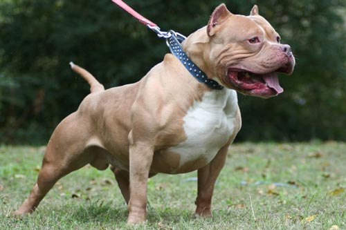 Giải mã tại sao chó lại hung dữ cắn người, cắn động vật