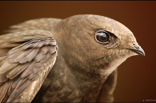 Kinh ngạc loài chim có thể bay suốt cả năm trời không hạ cánh