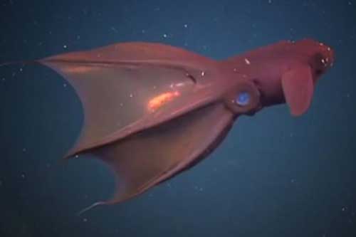 Khám phá ‘mực ma cà rồng từ địa ngục’ – ‘quái vật’ sống 900m dưới đáy biển