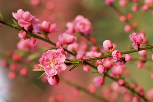 Kỹ thuật trồng và chăm sóc hoa đào chơi dịp Tết