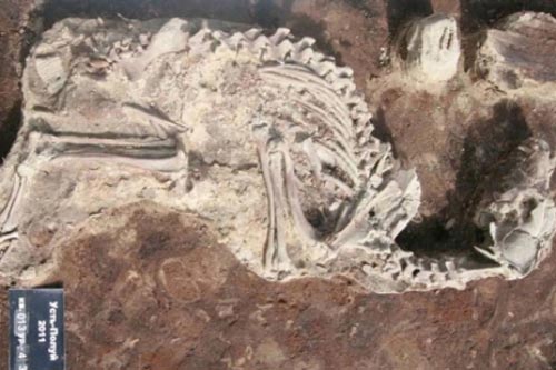 Phát hiện nghĩa địa có 115 hài cốt chó được chôn cất tập trung