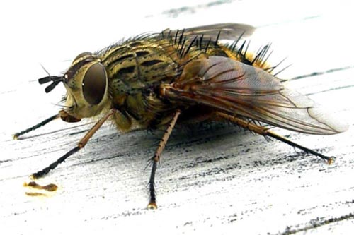 Những khám phá khoa học được trẻ em tìm ra trước cả nhà khoa học