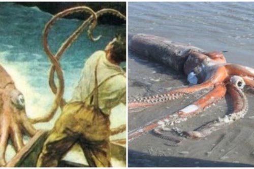 'Hậu duệ' mực khổng lồ dạt vào bờ biển Nhật Bản