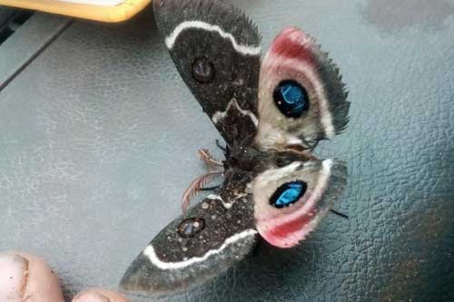 Những hình ảnh tình cờ và đầy thú vị của "mẹ" thiên nhiên