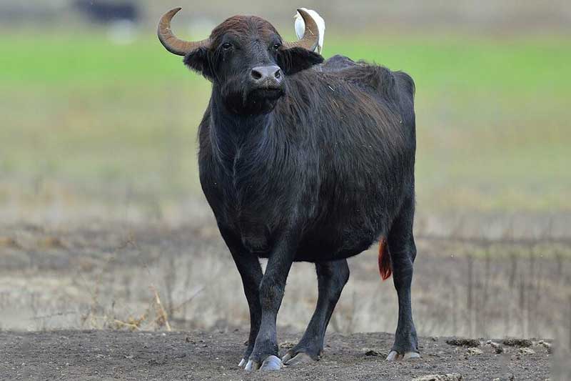 Năm 2021, 3 con giáp này dễ gặp xui xẻo triền miên, làm gì cũng đổ bể