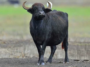 Năm 2021, 3 con giáp này dễ gặp xui xẻo triền miên, làm gì cũng đổ bể