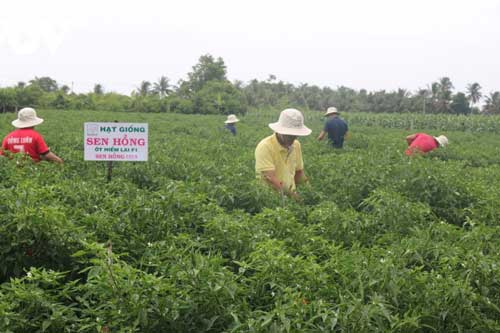 Tiền Giang: Người dân trồng ớt trúng mùa, trúng giá