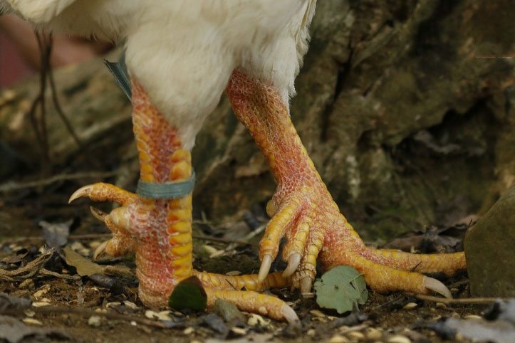 Chàng 'Sơn Tinh' khởi nghiệp với giống gà hiếm 9 cựa